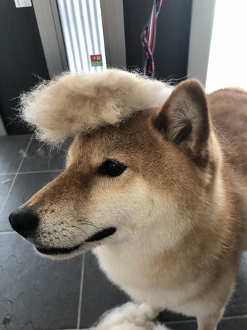 リーゼントぽてとくん 