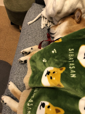 眠るぽてとくん