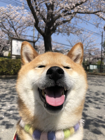 笑顔のぽてとくん 