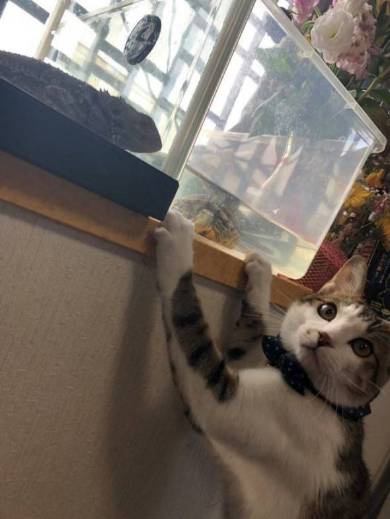 そこじゃない 猫 アロハくん