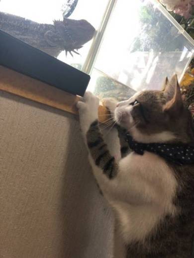 そこじゃない 猫 アロハくん