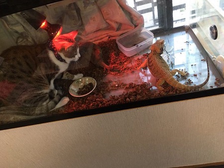 そこじゃない 猫 アロハくん