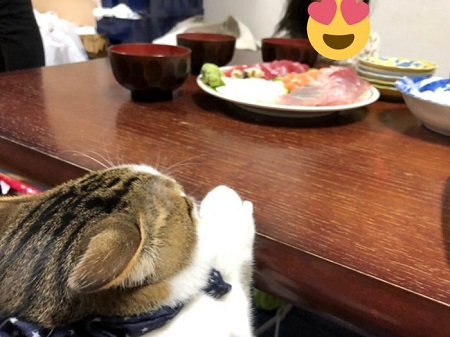 そこじゃない 猫 アロハくん