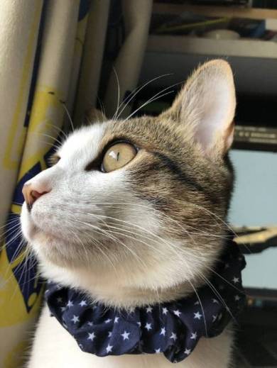 そこじゃない 猫 アロハくん