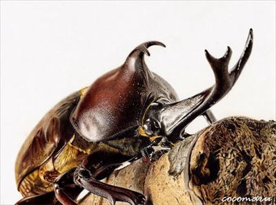 色鉛筆で描いたカブトムシ