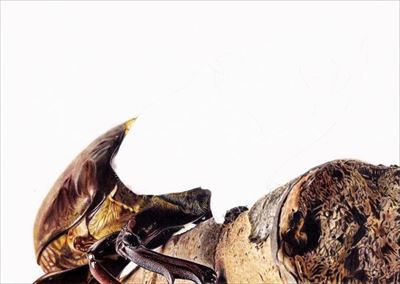色鉛筆で描いたカブトムシ