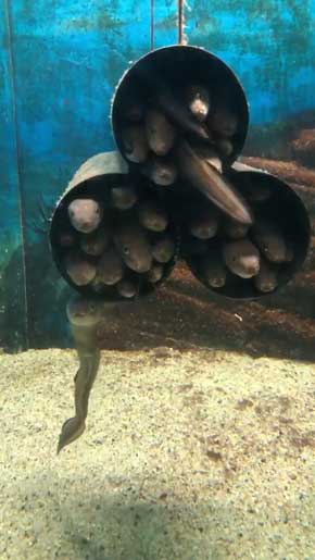 入りたいのに入れない 入ってる気持ちになってる マアナゴ 須磨海浜水族園