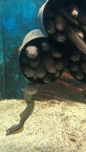 入りたいのに入れない 入ってる気持ちになってる マアナゴ 須磨海浜水族園