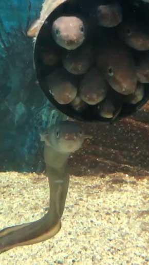 入りたいのに入れない 入ってる気持ちになってる マアナゴ 須磨海浜水族園