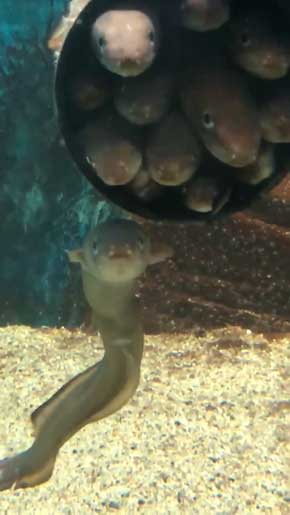入りたいのに入れない 入ってる気持ちになってる マアナゴ 須磨海浜水族園