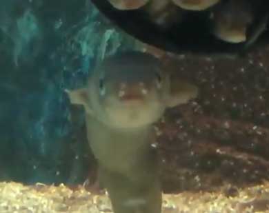 入りたいのに入れない 入ってる気持ちになってる マアナゴ 須磨海浜水族園