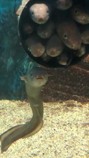 入りたいのに入れない 入ってる気持ちになってる マアナゴ 須磨海浜水族園