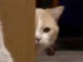 「とてもモフモフした強い念を感じます」　物陰からじっと見つめる猫さんがホラーかわいい