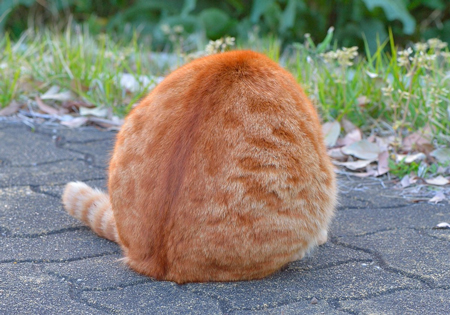 まんまる猫ちゃん