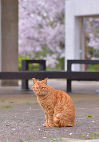 こちらを見る猫ちゃん