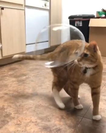 猫ちゃんとしゃぼん玉