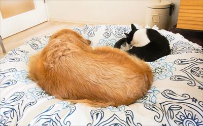 餅付きなこさんの漫画