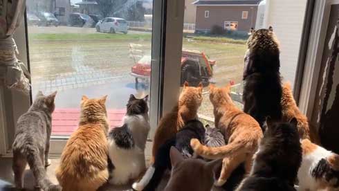 田植え 興味津々 猫 いっぱい 稲刈り 猫カフェ 柚の家 秋田県