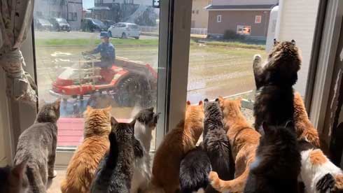 田植え 興味津々 猫 いっぱい 稲刈り 猫カフェ 柚の家 秋田県