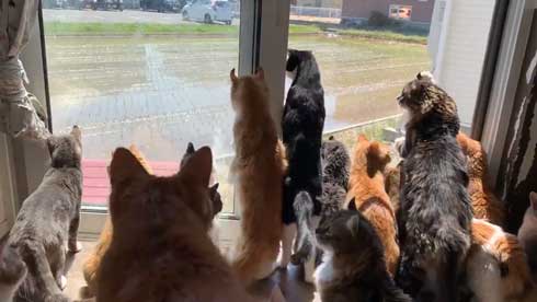 田植え 興味津々 猫 いっぱい 稲刈り 猫カフェ 柚の家 秋田県