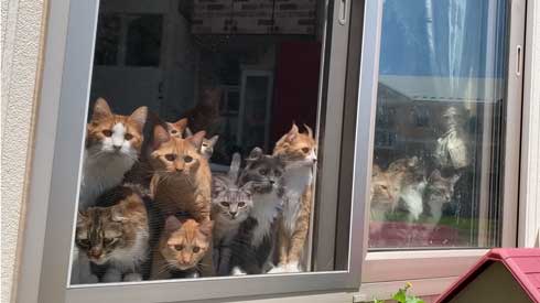 田植え 興味津々 猫 いっぱい 稲刈り 猫カフェ 柚の家 秋田県