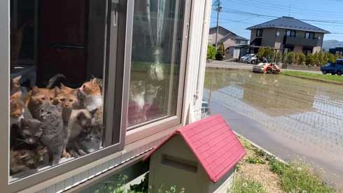 田植え 興味津々 猫 いっぱい 稲刈り 猫カフェ 柚の家 秋田県