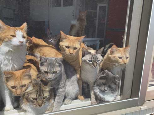 田植え 興味津々 猫 いっぱい 稲刈り 猫カフェ 柚の家 秋田県