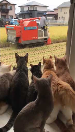 田植え 興味津々 猫 いっぱい 稲刈り 猫カフェ 柚の家 秋田県
