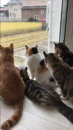 田植え 興味津々 猫 いっぱい 稲刈り 猫カフェ 柚の家 秋田県