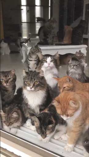 田植え 興味津々 猫 いっぱい 稲刈り 猫カフェ 柚の家 秋田県