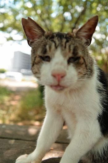 船橋日記〜いつも通っている道〜