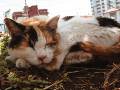 いつも通りすぎる道で出会った“猫と日常”　街に馴染む生きものたちを写した写真展に心がほっとする