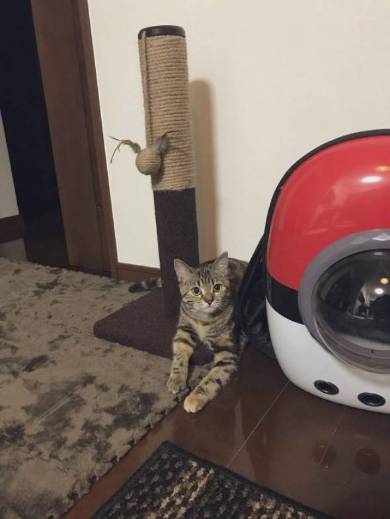 モンスターボールリュック