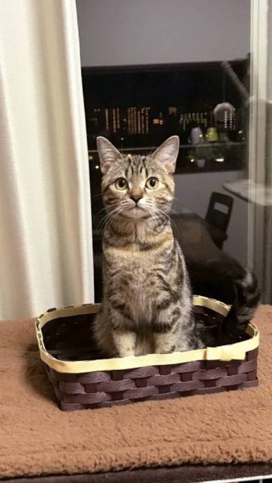 モンスターボールリュック