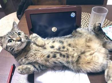 モンスターボールリュック