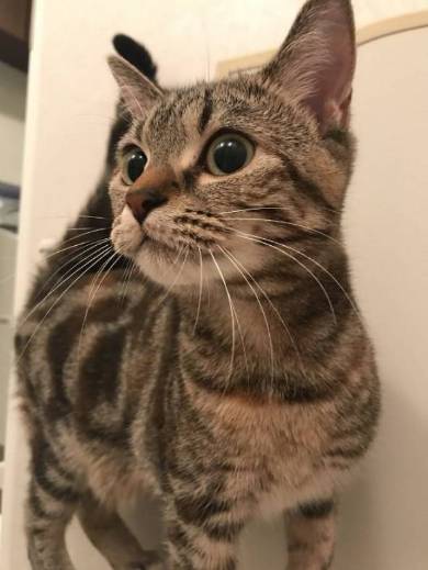 モンスターボールリュック