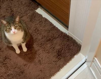 猫のすずめちゃん