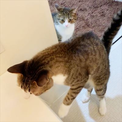 猫のすずめちゃん