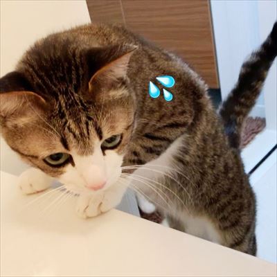 猫のすずめちゃん