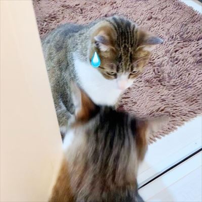 猫のすずめちゃん