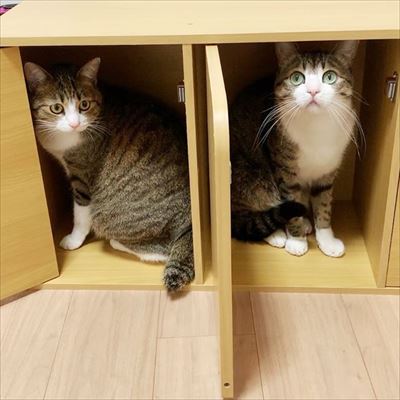 猫のすずめちゃん