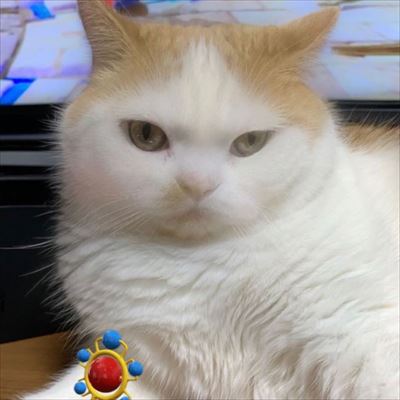 マンチカンズと仲間たち