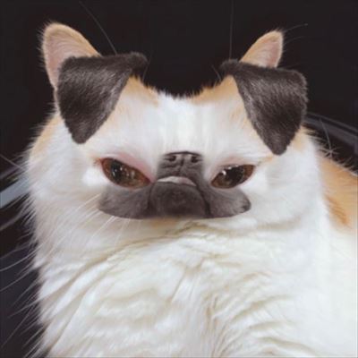 マンチカンズと仲間たち