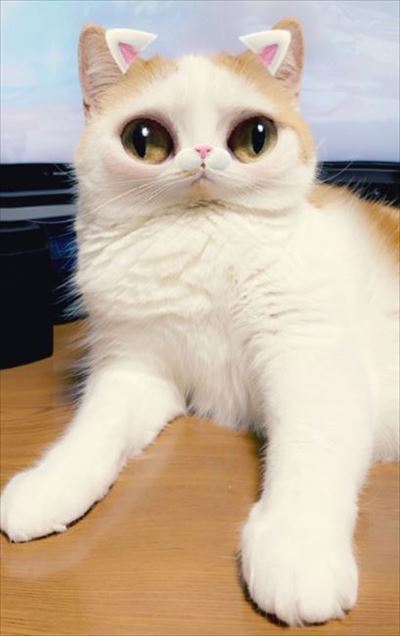 マンチカンズと仲間たち