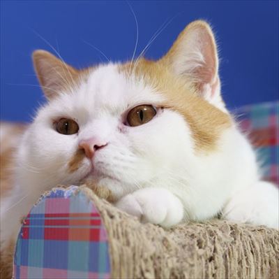 マンチカンズと仲間たち