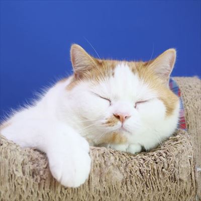 マンチカンズと仲間たち