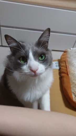 寂しそうな声 名前 呼ぶ うれしそう 喜ぶ 返事 猫 スコティッシュフォールド 甘えん坊