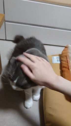 寂しそうな声 名前 呼ぶ うれしそう 喜ぶ 返事 猫 スコティッシュフォールド 甘えん坊