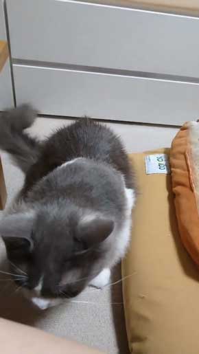 寂しそうな声 名前 呼ぶ うれしそう 喜ぶ 返事 猫 スコティッシュフォールド 甘えん坊