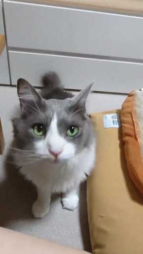 寂しそうな声 名前 呼ぶ うれしそう 喜ぶ 返事 猫 スコティッシュフォールド 甘えん坊